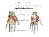 Miologijos teorija 18 puslapis