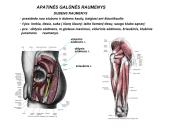 Miologijos teorija 19 puslapis