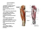 Miologijos teorija 20 puslapis