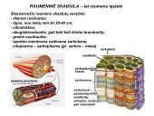 Miologijos teorija 3 puslapis