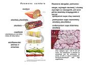 Miologijos teorija 4 puslapis