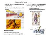 Miologijos teorija 5 puslapis