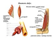 Miologijos teorija 6 puslapis
