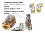 Miologijos teorija 7 puslapis