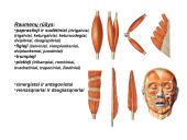 Miologijos teorija 8 puslapis