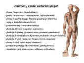 Miologijos teorija 9 puslapis