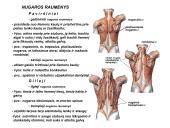 Miologijos teorija 10 puslapis