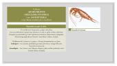 Faktai apie vabzdžius 11 puslapis