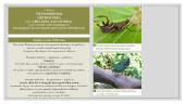 Faktai apie vabzdžius 12 puslapis