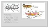 Faktai apie vabzdžius 4 puslapis