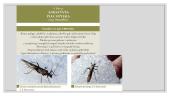 Faktai apie vabzdžius 10 puslapis