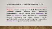 Literatūrinis rašinys 10 klasėje 19 puslapis