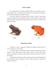 Varliagyviai ir amfibijos 4 puslapis