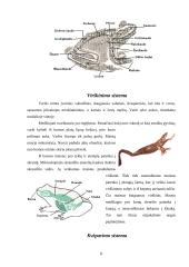 Varliagyviai ir amfibijos 8 puslapis