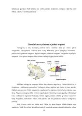 Varliagyviai ir amfibijos 10 puslapis