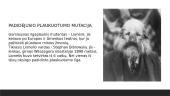 Mutacijos ir jų tipai 8 puslapis