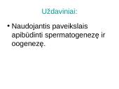 Spermatogenezė ir oogenezė 2 puslapis