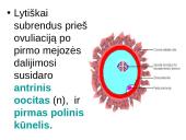 Spermatogenezė ir oogenezė 11 puslapis