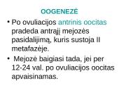Spermatogenezė ir oogenezė 13 puslapis