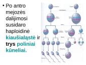 Spermatogenezė ir oogenezė 14 puslapis