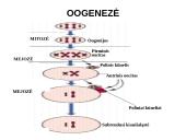 Spermatogenezė ir oogenezė 15 puslapis