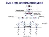 Spermatogenezė ir oogenezė 17 puslapis