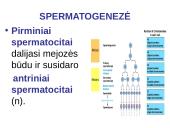 Spermatogenezė ir oogenezė 19 puslapis