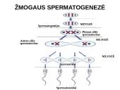 Spermatogenezė ir oogenezė 20 puslapis