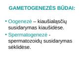 Spermatogenezė ir oogenezė 3 puslapis
