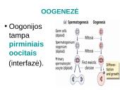 Spermatogenezė ir oogenezė 7 puslapis