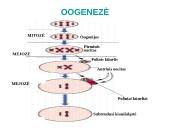 Spermatogenezė ir oogenezė 8 puslapis
