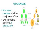 Spermatogenezė ir oogenezė 9 puslapis
