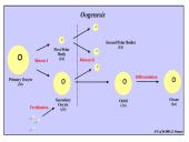 Spermatogenezė ir oogenezė 10 puslapis