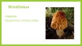 Grybai ir kerpės 14 puslapis