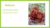 Grybai ir kerpės 15 puslapis