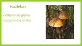 Grybai ir kerpės 17 puslapis
