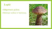 Grybai ir kerpės 19 puslapis