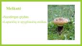 Grybai ir kerpės 20 puslapis