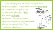 Grybai ir kerpės 3 puslapis