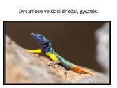 Afrika - antrasis pagal dydį žemynas 9 puslapis