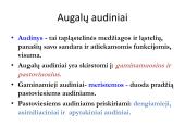 Biologija - augalų audiniai 2 puslapis