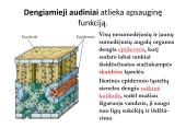 Biologija - augalų audiniai 11 puslapis