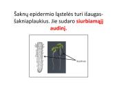 Biologija - augalų audiniai 12 puslapis