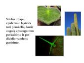 Biologija - augalų audiniai 13 puslapis