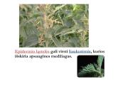 Biologija - augalų audiniai 14 puslapis