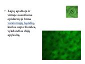 Biologija - augalų audiniai 15 puslapis