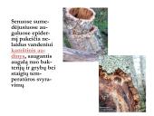 Biologija - augalų audiniai 16 puslapis