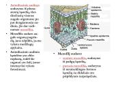 Biologija - augalų audiniai 17 puslapis