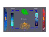 Biologija - augalų audiniai 19 puslapis