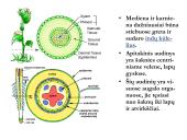 Biologija - augalų audiniai 20 puslapis